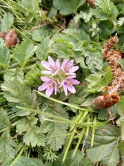 Erodium cicutarium cicutarium