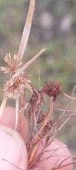 Cyperus squarrosus