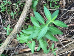 Haloragis erecta erecta