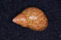 Phasianella solida