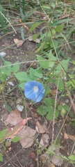Ipomoea hederacea