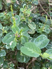 Alysicarpus ovalifolius