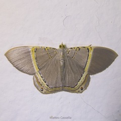 Phrygionis privignaria