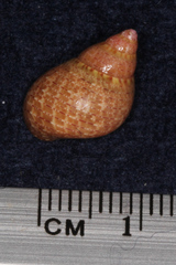 Phasianella solida