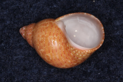 Phasianella solida