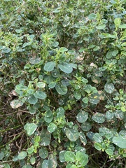 Alysicarpus ovalifolius