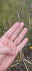 Aristida longespica