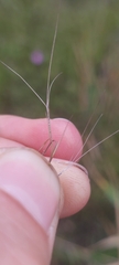 Aristida longespica