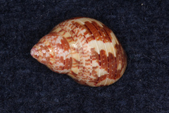 Phasianella solida