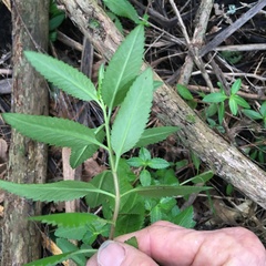 Haloragis erecta erecta