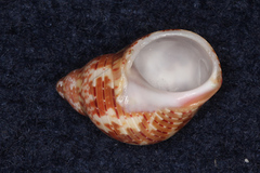 Phasianella solida