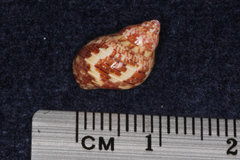 Phasianella solida