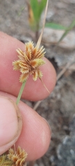 Cyperus acuminatus