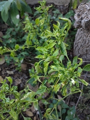 Capsiceae