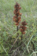 Orobanche gracilis