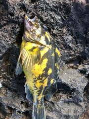 Sebastes chrysomelas