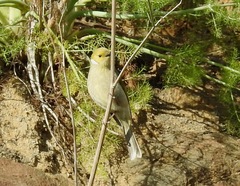 Ptilotula penicillata