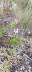 Verbena simplex