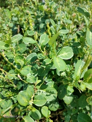 Alysicarpus vaginalis