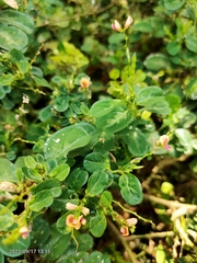 Alysicarpus vaginalis