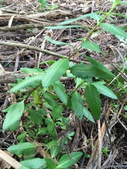 Haloragis erecta erecta