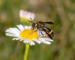 Leucopsina odyneroides