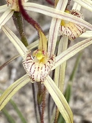 Caladenia luteola