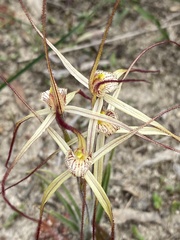 Caladenia luteola