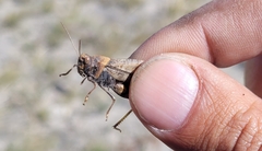 Bryodemella tuberculata