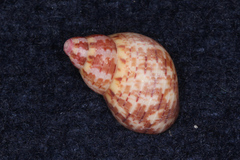 Phasianella solida