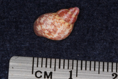 Phasianella solida