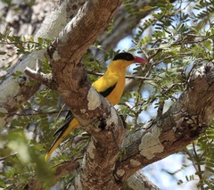 Oriolus chinensis