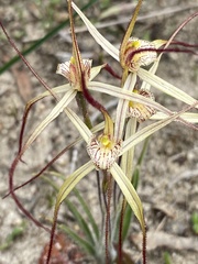 Caladenia luteola