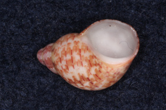 Phasianella solida