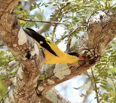 Oriolus chinensis