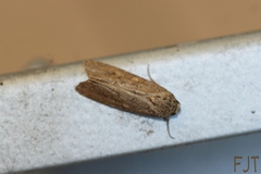 Spodoptera