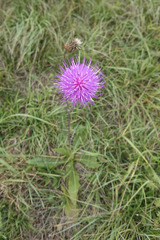 Cirsium canum