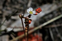 Drosera spatulata