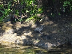 Cinclodes patagonicus