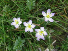 Spergularia media