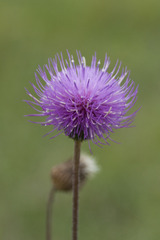 Cirsium canum