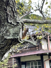 Graptopsaltria nigrofuscata