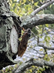 Graptopsaltria nigrofuscata