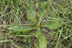 Cirsium canum