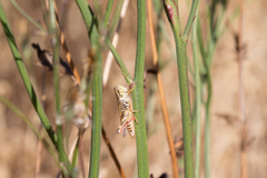 Melanoplini