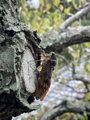 Graptopsaltria nigrofuscata