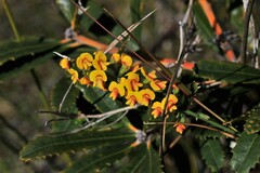 Sphaerolobium vimineum