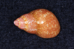 Phasianella solida
