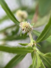 Alternanthera sessilis