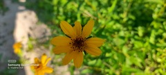 Wedelia hispida
